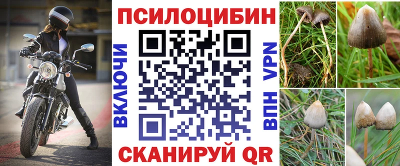 Купить где Клинцы Псилоцибиновые грибы Cubensis
